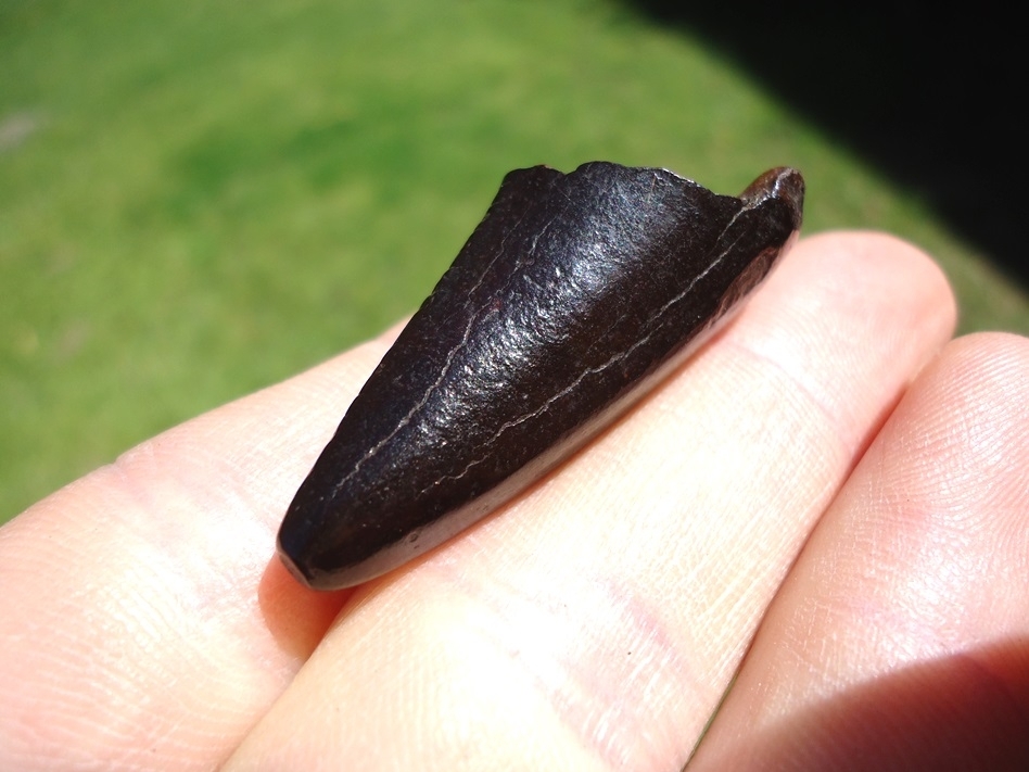 Large image 5 Glossy Black Jaguar Canine Tip