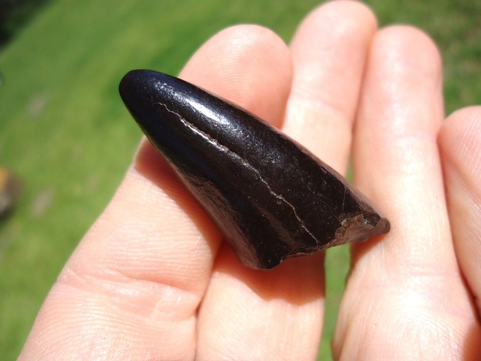 Large image 6 Glossy Black Jaguar Canine Tip