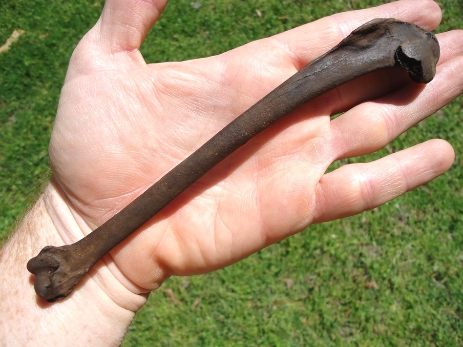 Large image 1 Excellent Loon Humerus