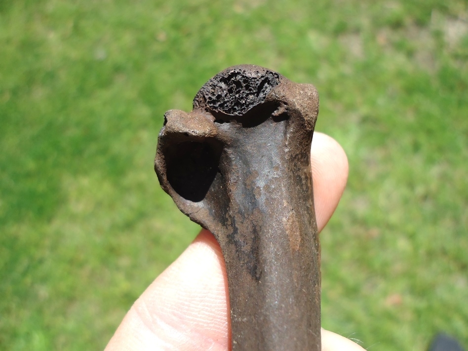 Large image 3 Excellent Loon Humerus
