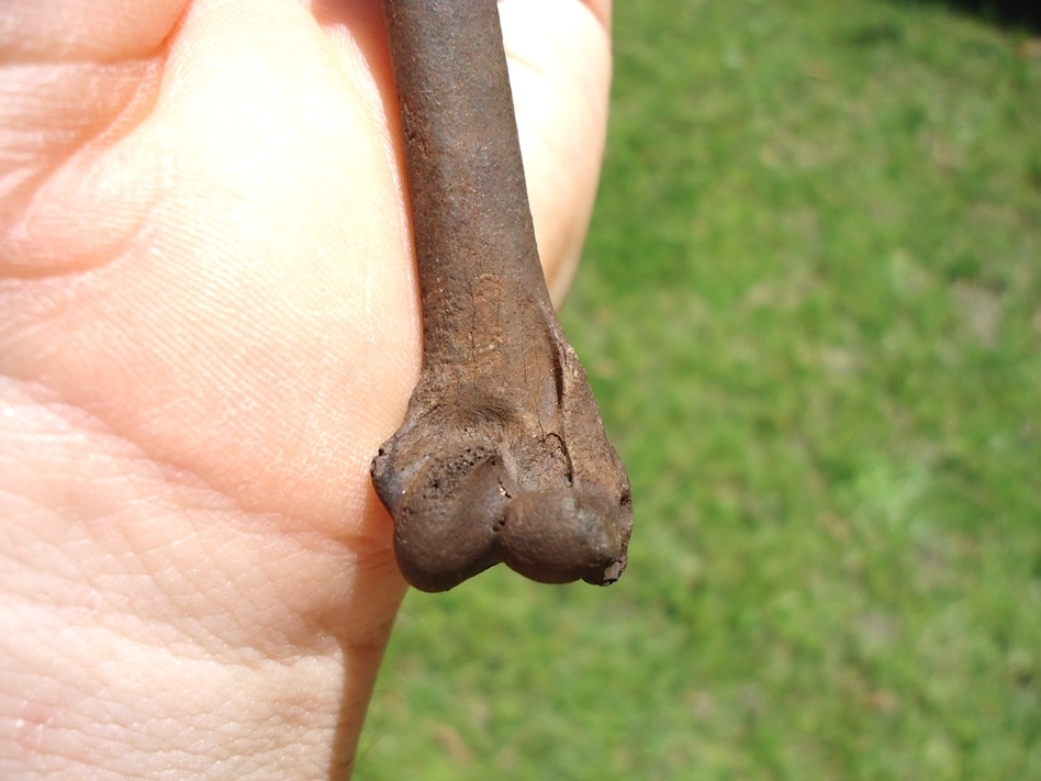 Large image 4 Excellent Loon Humerus