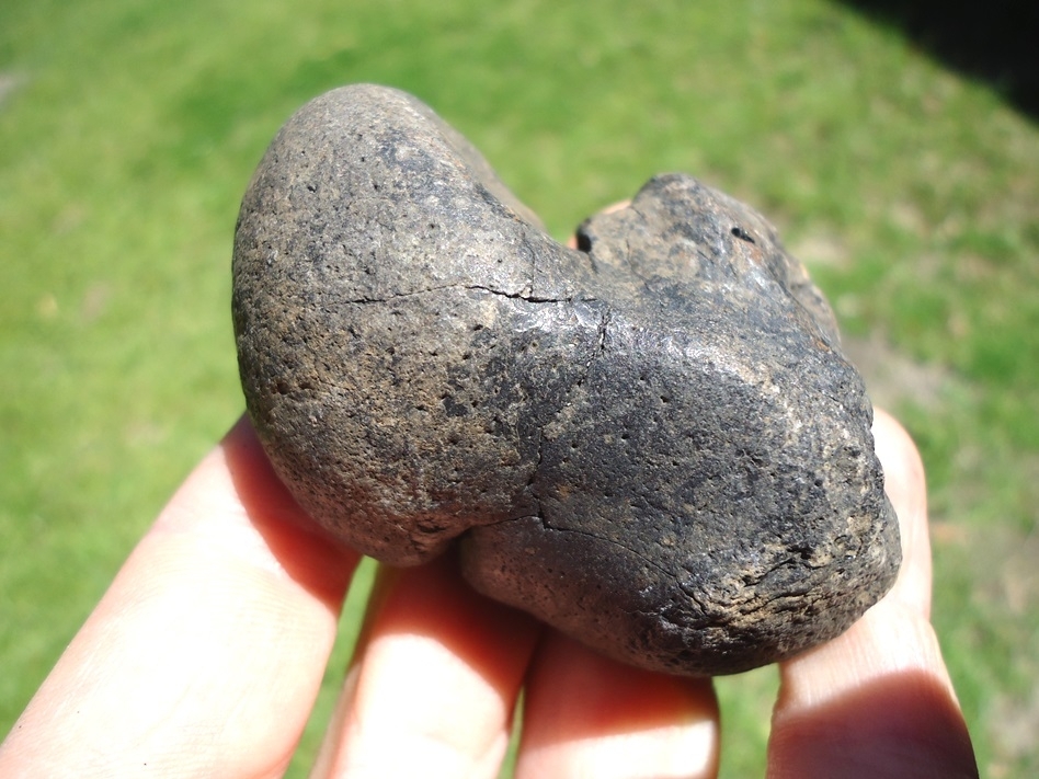 Large image 1 Awesome Manatee Inner Ear Bone