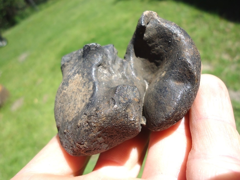 Large image 2 Awesome Manatee Inner Ear Bone