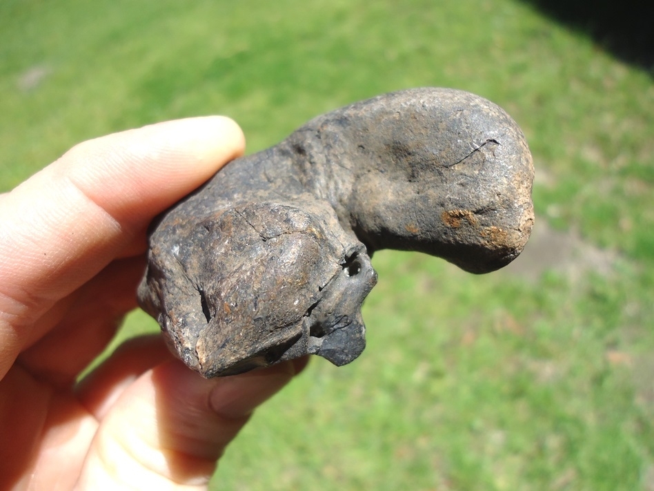Large image 3 Awesome Manatee Inner Ear Bone