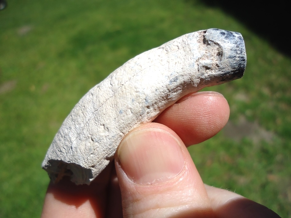 Large image 1 Beautiful Bone Valley Whale Tooth