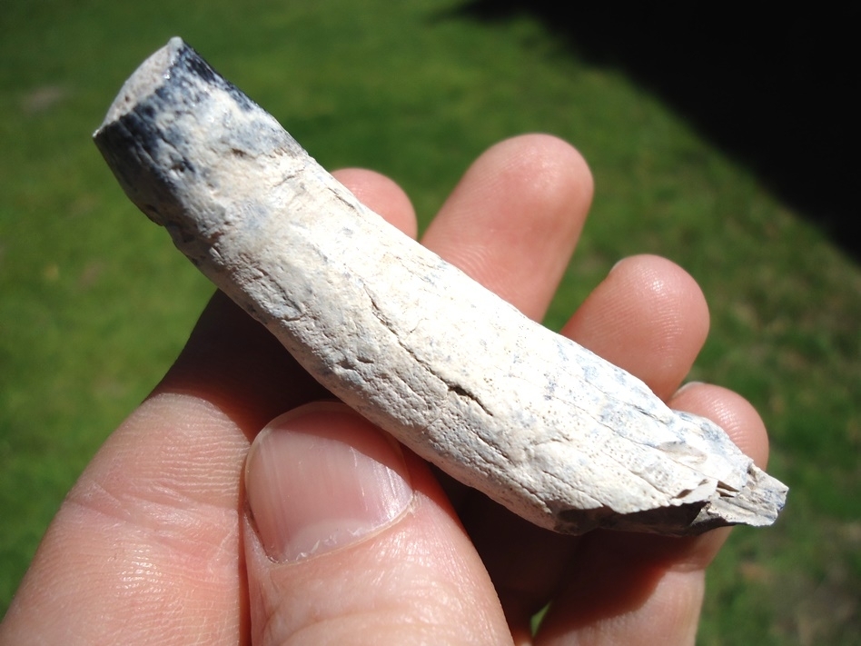 Large image 2 Beautiful Bone Valley Whale Tooth