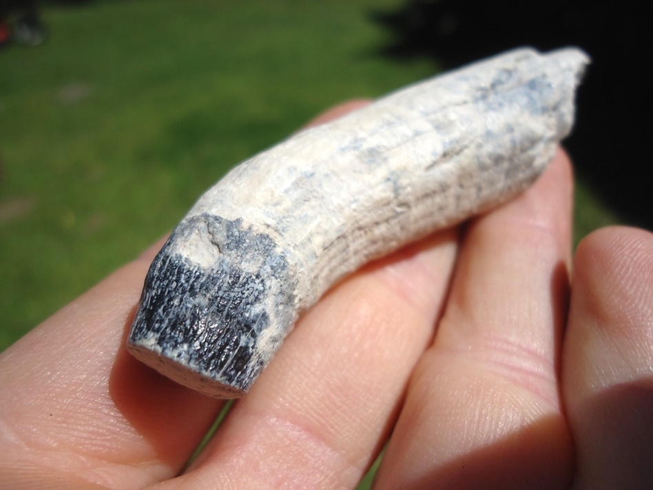 Large image 3 Beautiful Bone Valley Whale Tooth
