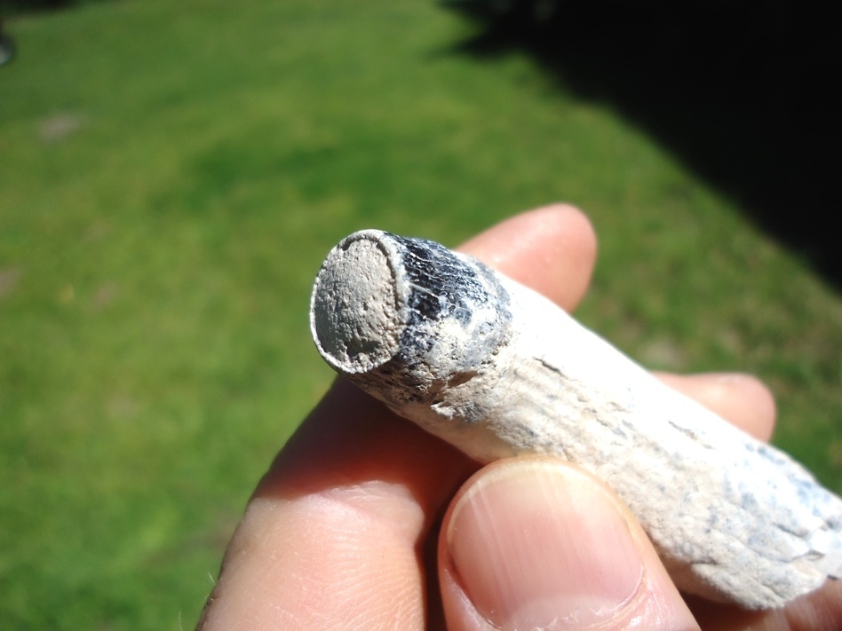 Large image 4 Beautiful Bone Valley Whale Tooth