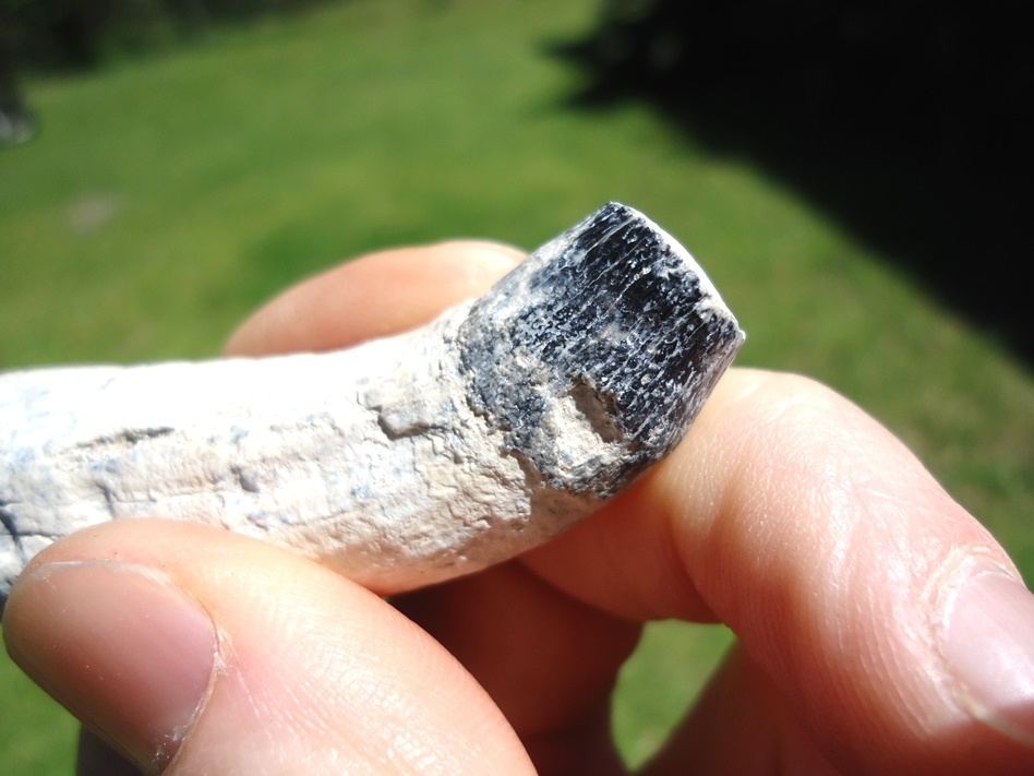 Large image 5 Beautiful Bone Valley Whale Tooth