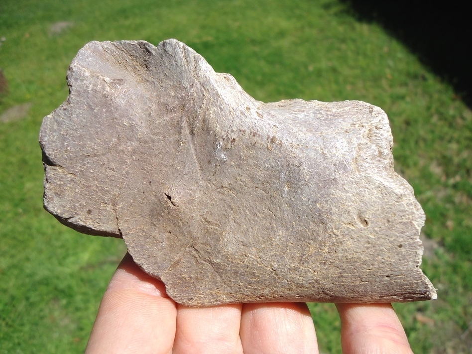 Large image 1 Rare Giant Armadillo Mandible with Three Partial Teeth
