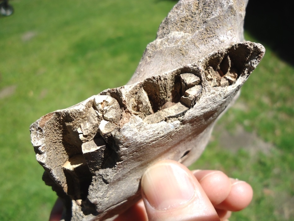 Large image 2 Rare Giant Armadillo Mandible with Three Partial Teeth