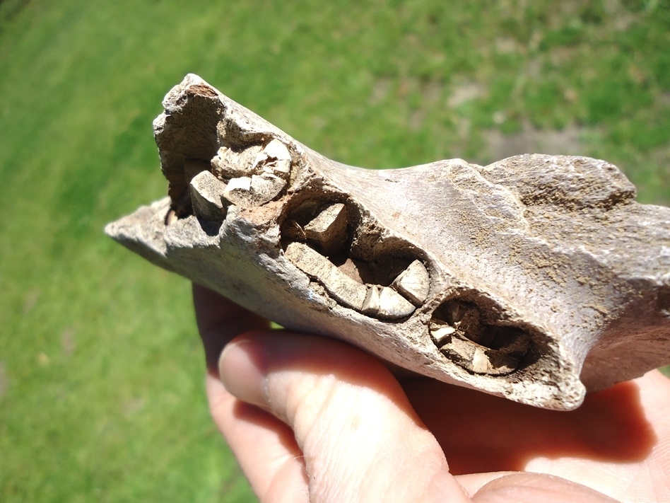 Large image 3 Rare Giant Armadillo Mandible with Three Partial Teeth