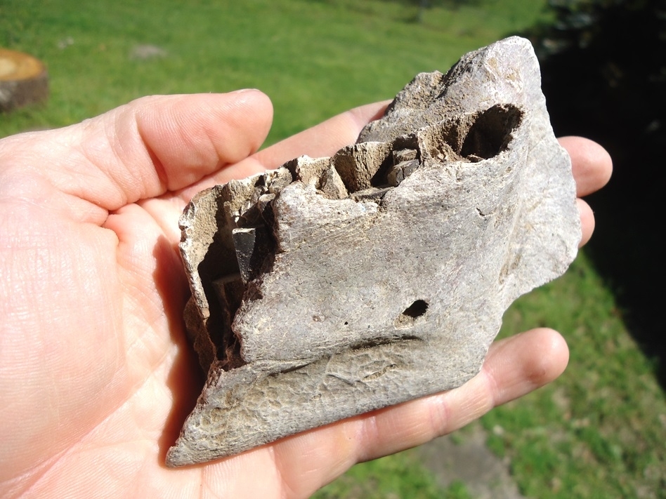Large image 4 Rare Giant Armadillo Mandible with Three Partial Teeth