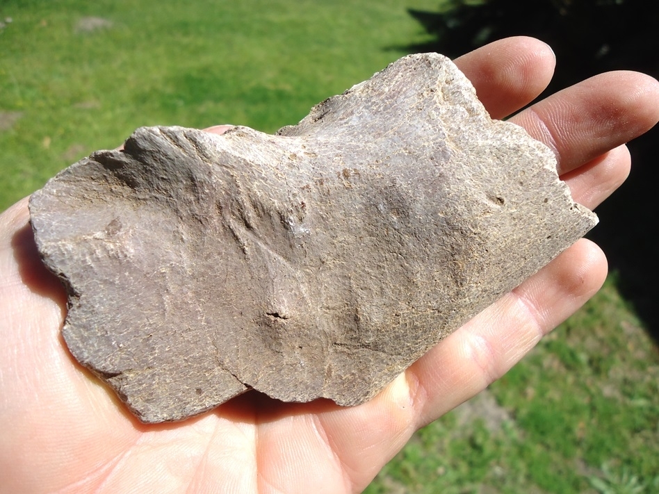 Large image 5 Rare Giant Armadillo Mandible with Three Partial Teeth