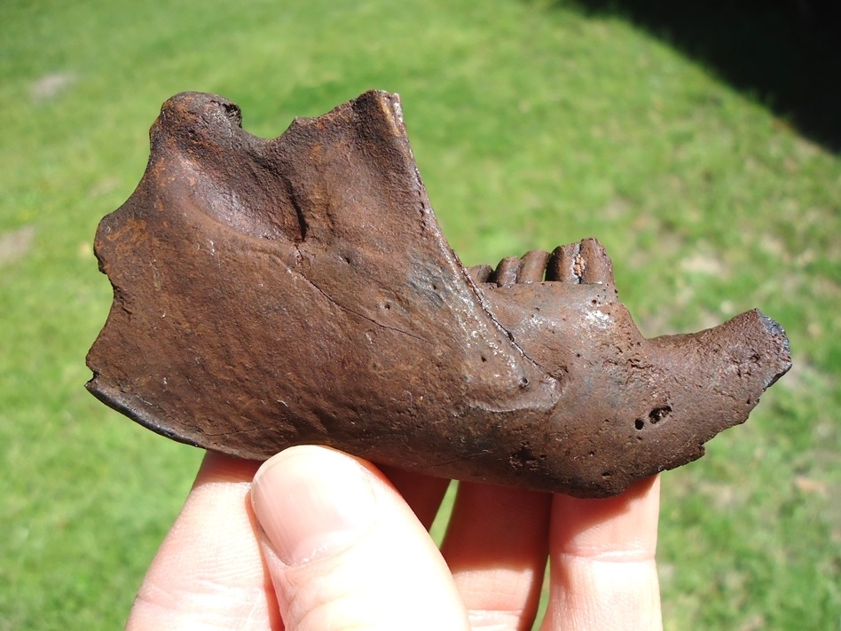 Large image 1 Beaver Mandible with Five Teeth
