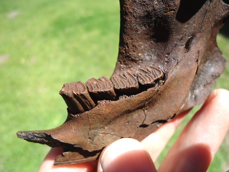 Large image 2 Beaver Mandible with Five Teeth
