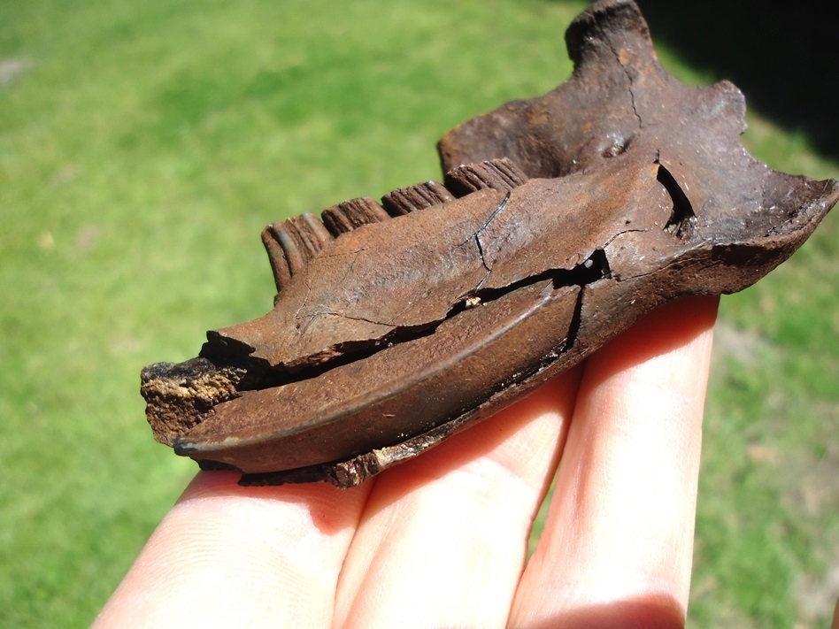 Large image 3 Beaver Mandible with Five Teeth