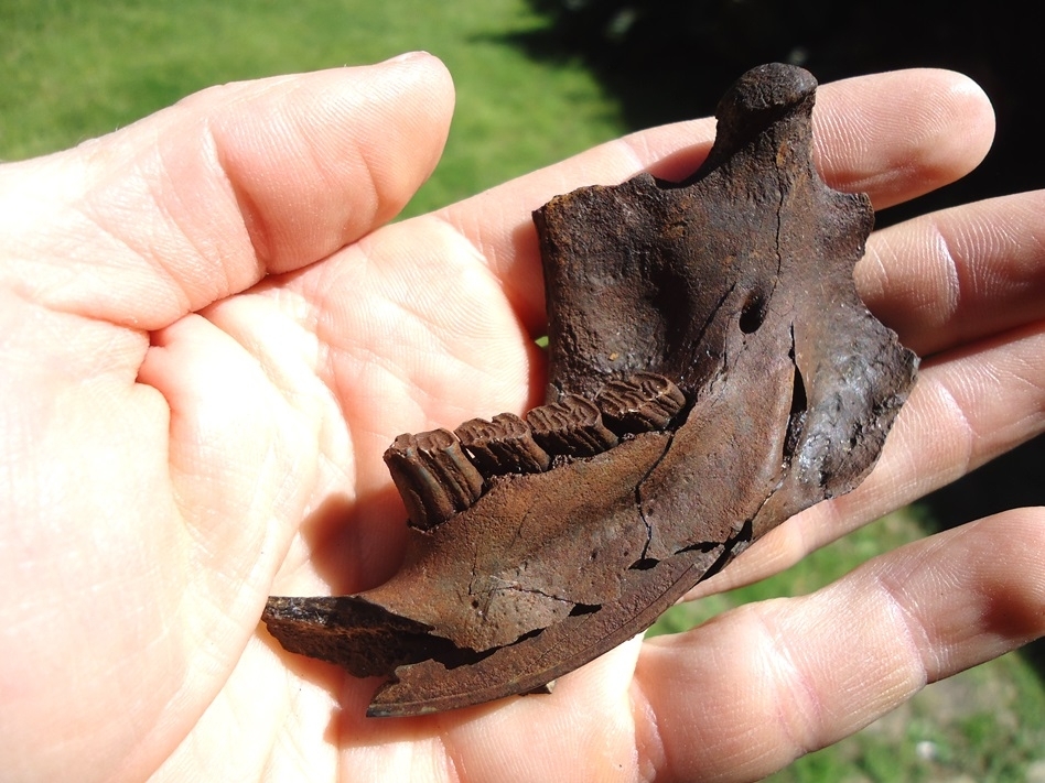 Large image 4 Beaver Mandible with Five Teeth