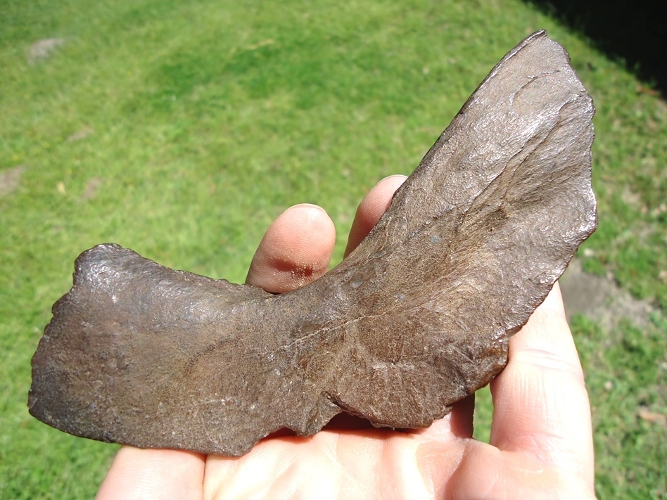 Large image 1 Nice Large Section of Giant Armadillo Mandible