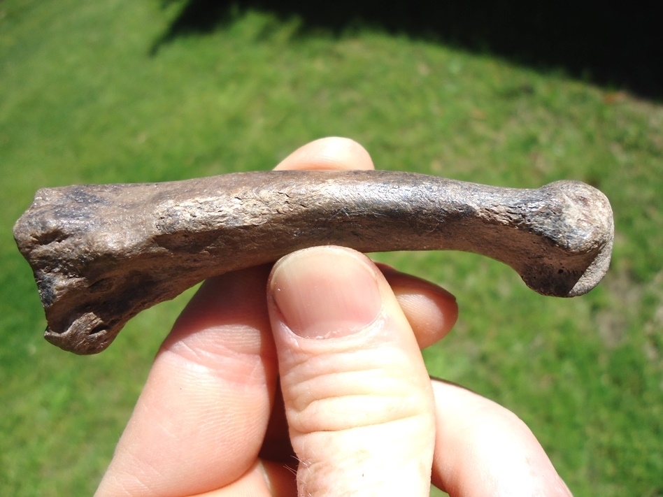 Large image 1 Museum Quality Saber Cat Metacarpal