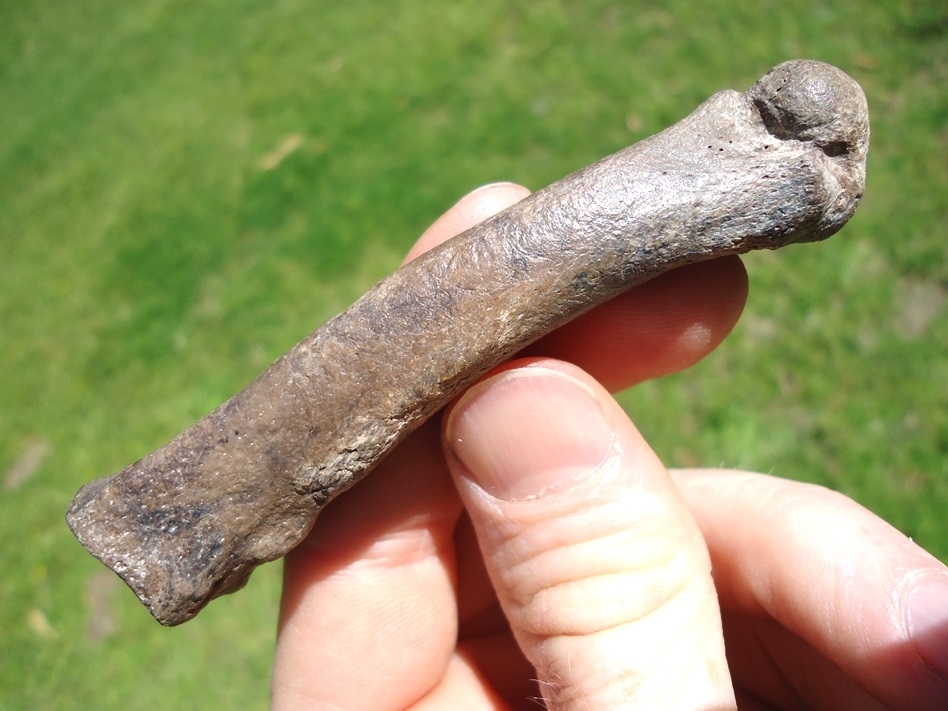 Large image 3 Museum Quality Saber Cat Metacarpal