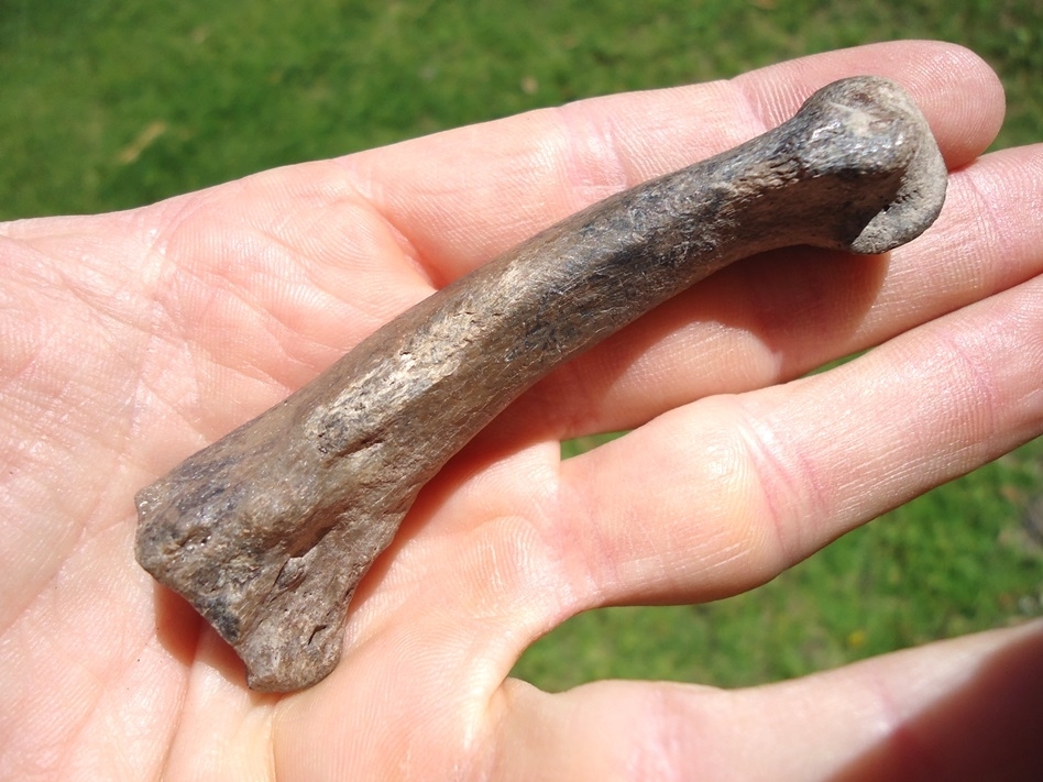 Large image 4 Museum Quality Saber Cat Metacarpal