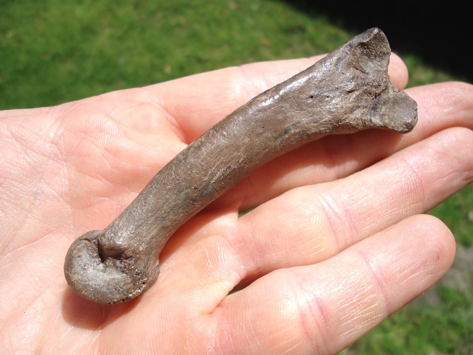 Large image 5 Museum Quality Saber Cat Metacarpal