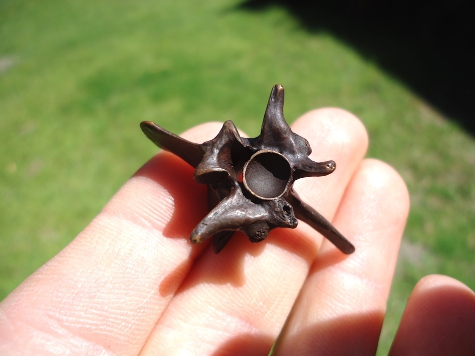 Large image 1 Quality Diamondback Rattlesnake Vertebra