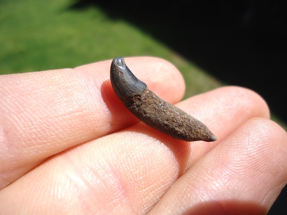 Large image 1 Choice Bottlenose Dolphin Tooth