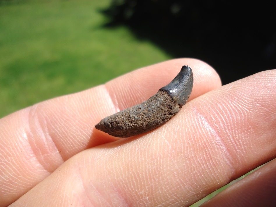 Large image 2 Choice Bottlenose Dolphin Tooth