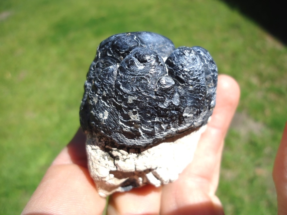 Large image 1 Gorgeous Section of Bone Valley Gomphothere Tooth