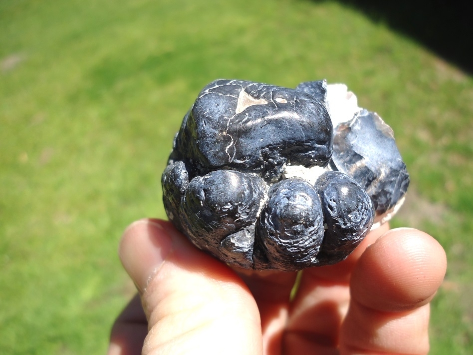 Large image 2 Gorgeous Section of Bone Valley Gomphothere Tooth
