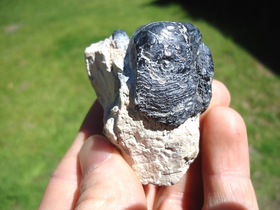 Large image 3 Gorgeous Section of Bone Valley Gomphothere Tooth
