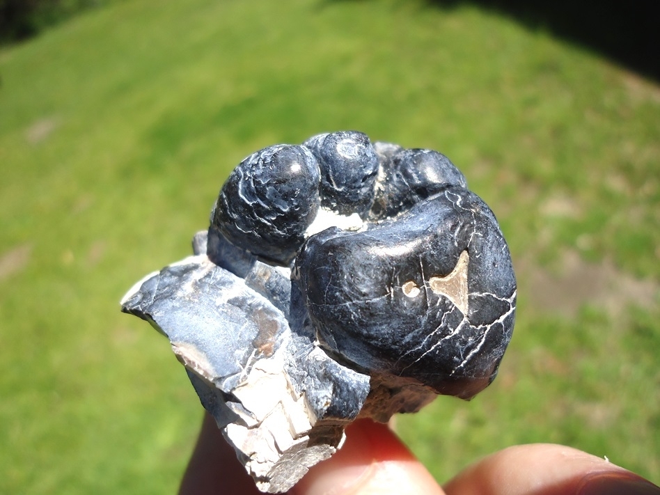 Large image 4 Gorgeous Section of Bone Valley Gomphothere Tooth