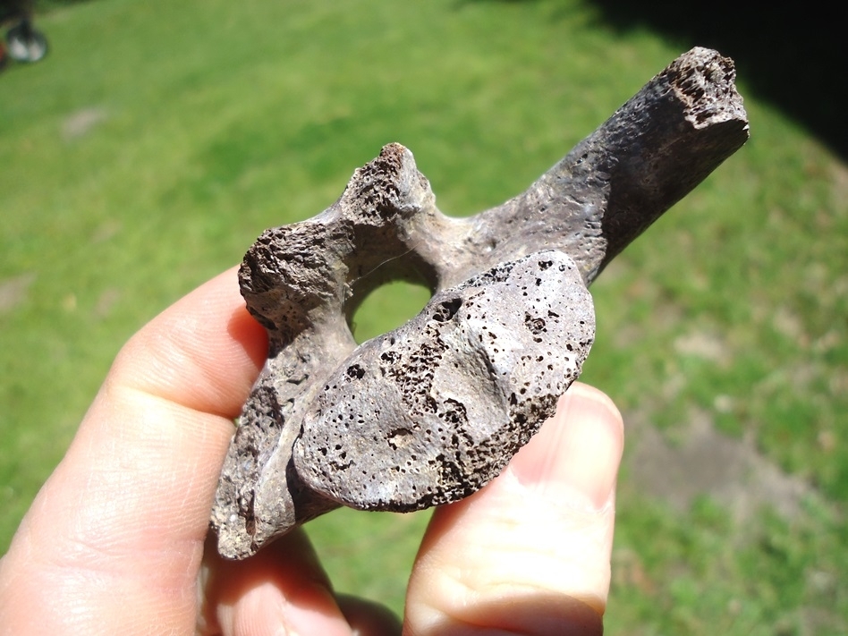 Large image 1 Excellent Giant Tortoise Vertebra