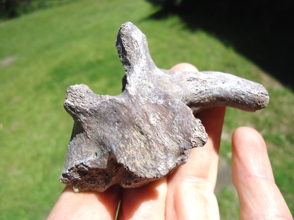 Large image 2 Excellent Giant Tortoise Vertebra