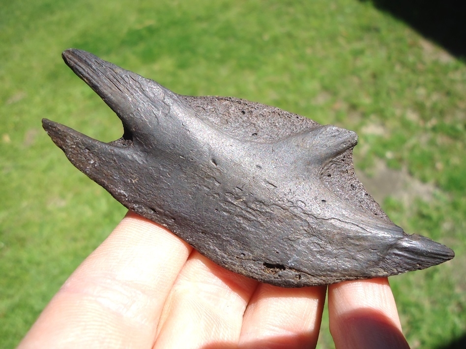 Large image 1 Highly Detailed Soft-Shelled Turtle Plastron