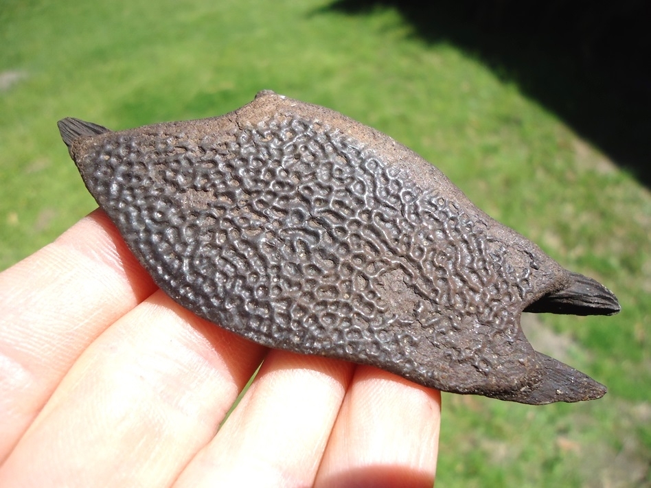 Large image 3 Highly Detailed Soft-Shelled Turtle Plastron