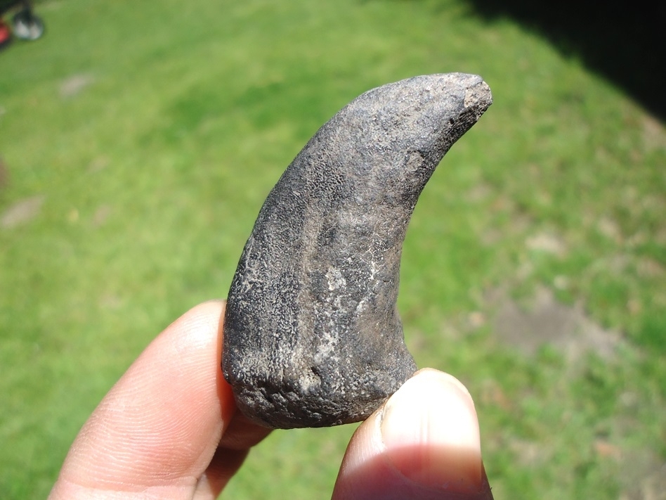 Large image 1 Quality Giant Tortoise Spur