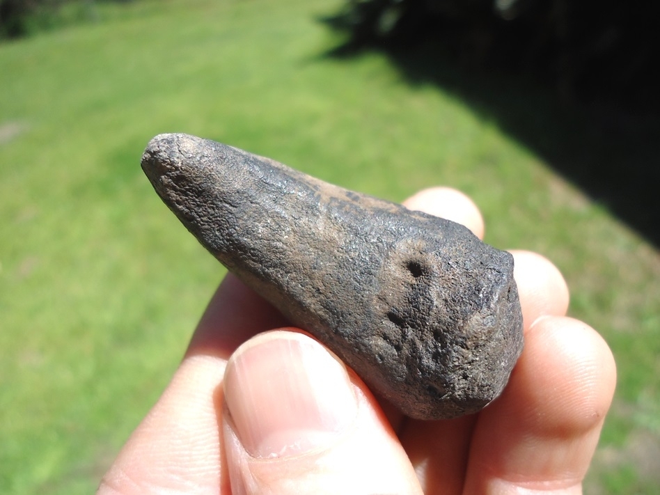 Large image 2 Quality Giant Tortoise Spur