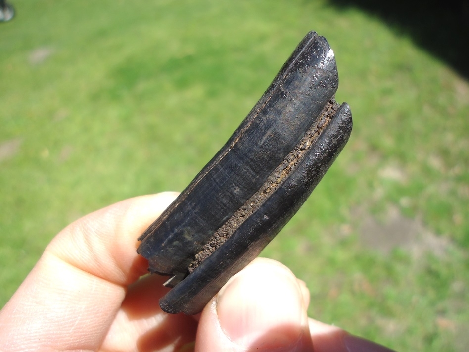 Large image 1 Top Quality Giant Beaver Molar