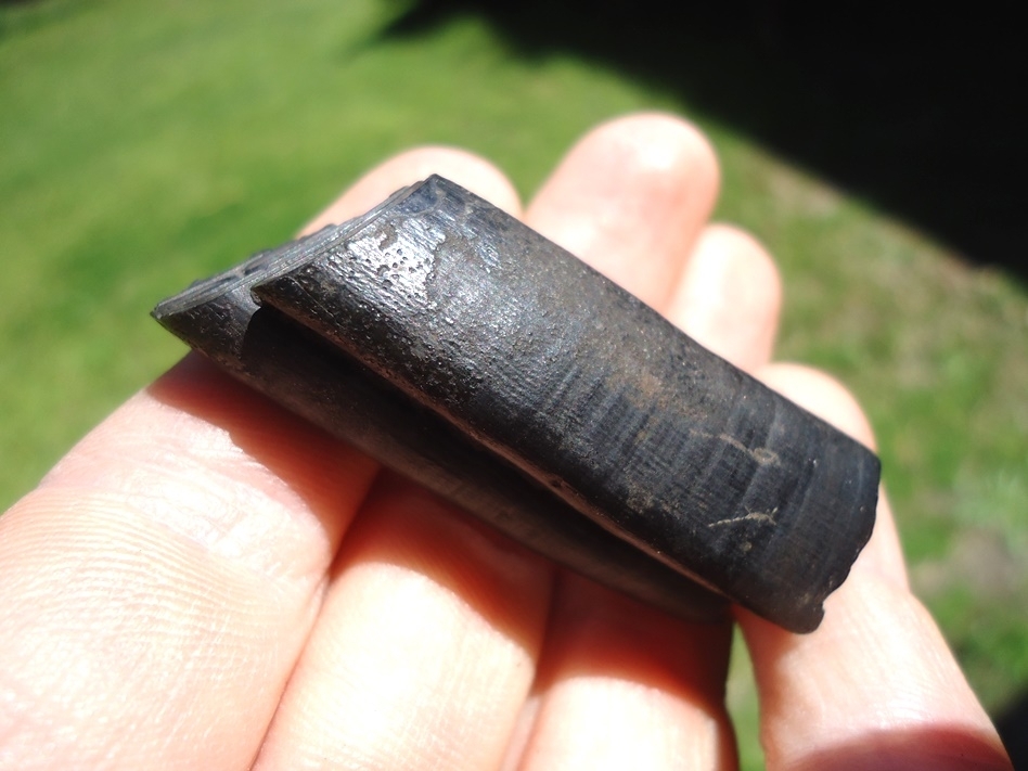 Large image 3 Top Quality Giant Beaver Molar