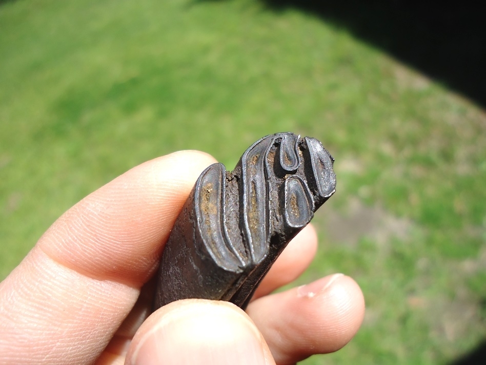Large image 4 Top Quality Giant Beaver Molar