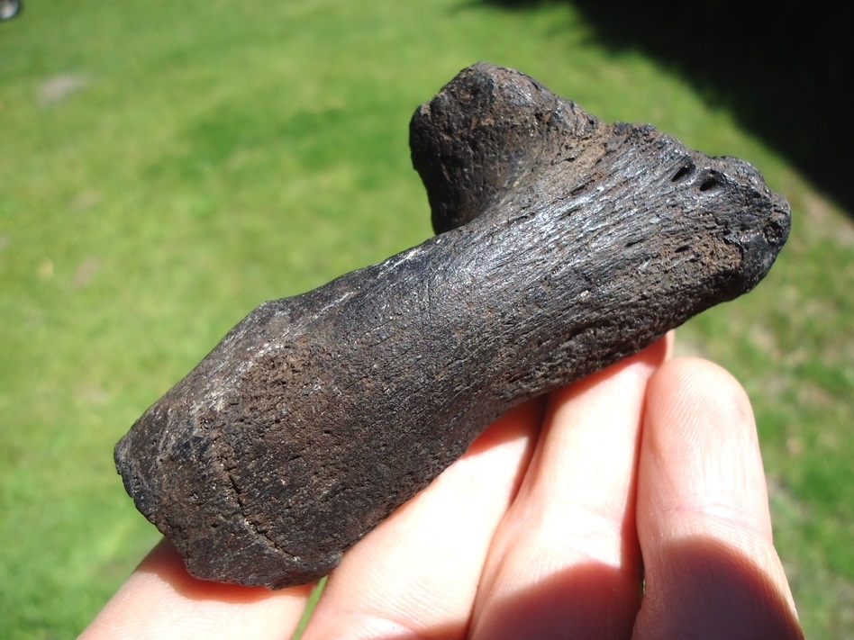 Large image 1 Quality Giant Beaver Calcaneum