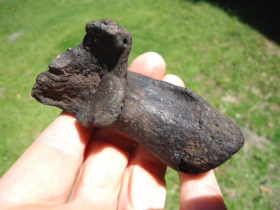 Large image 2 Quality Giant Beaver Calcaneum