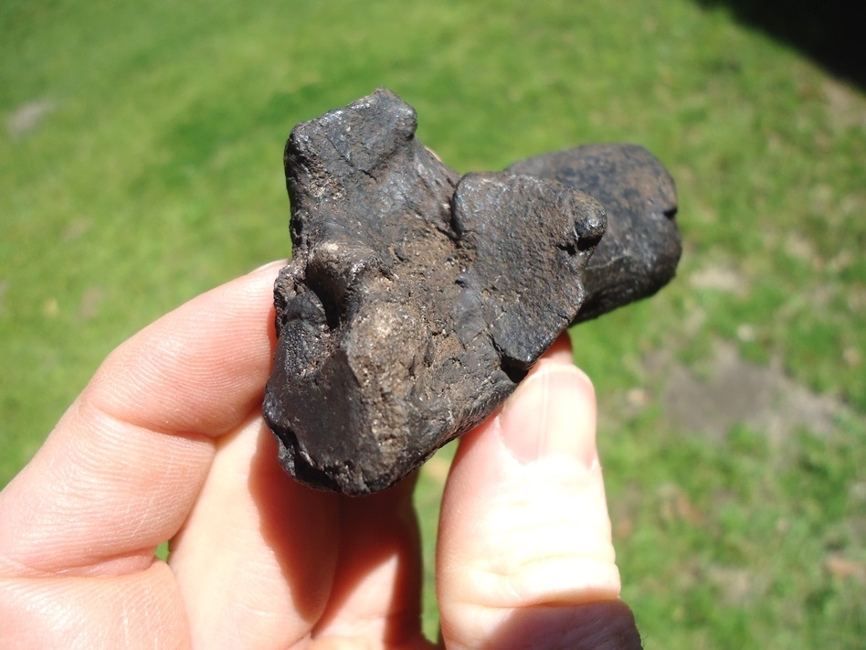 Large image 3 Quality Giant Beaver Calcaneum