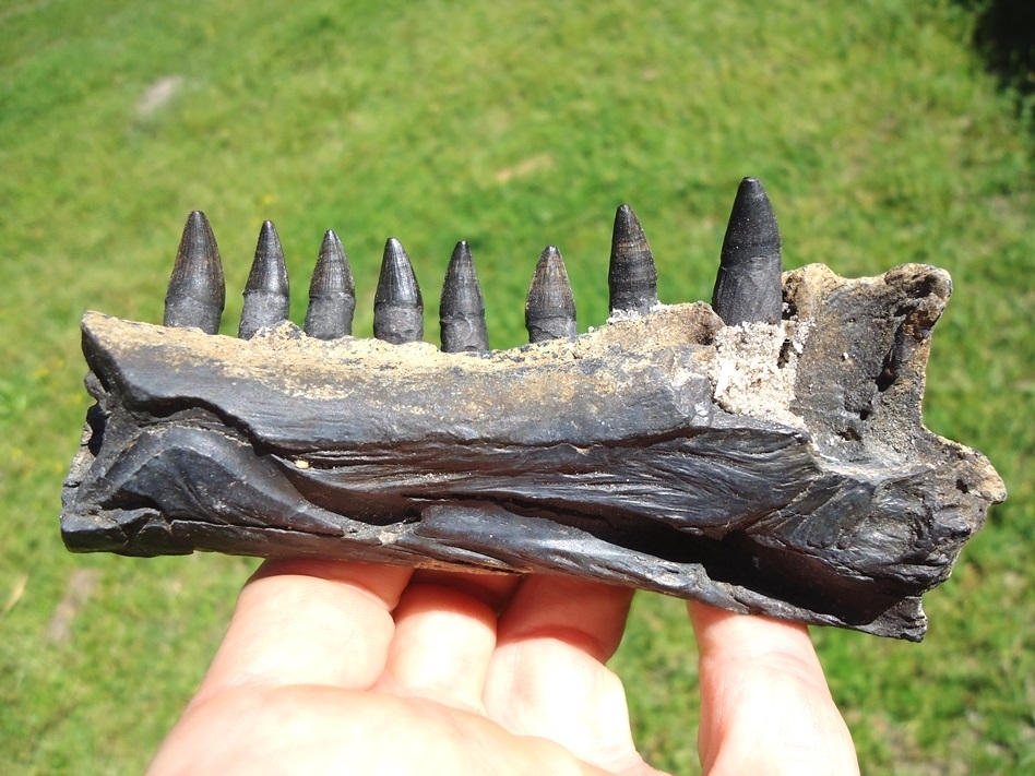 Large image 1 Alligator Mandible with Eight Teeth