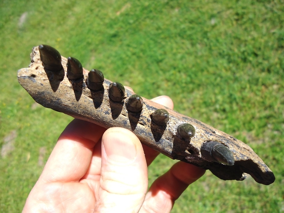 Large image 2 Alligator Mandible with Eight Teeth