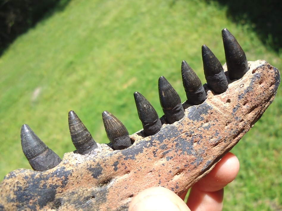 Large image 3 Alligator Mandible with Eight Teeth