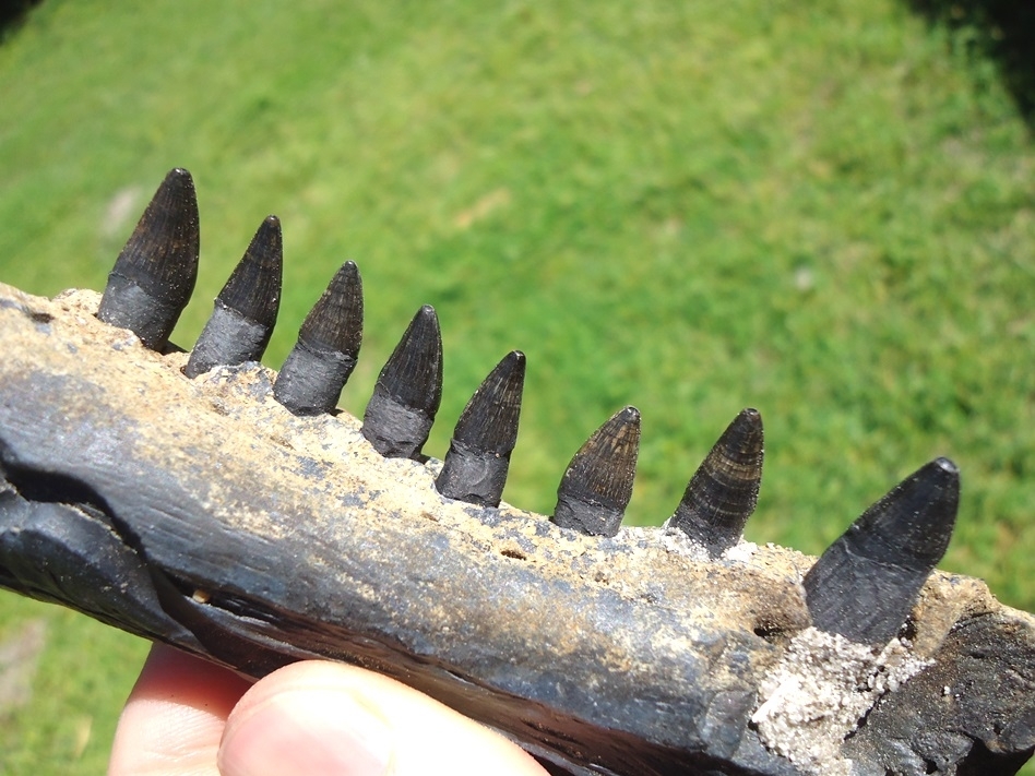 Large image 4 Alligator Mandible with Eight Teeth